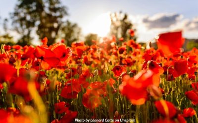 Remembrance Day