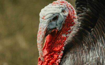 Canadian Thanksgiving